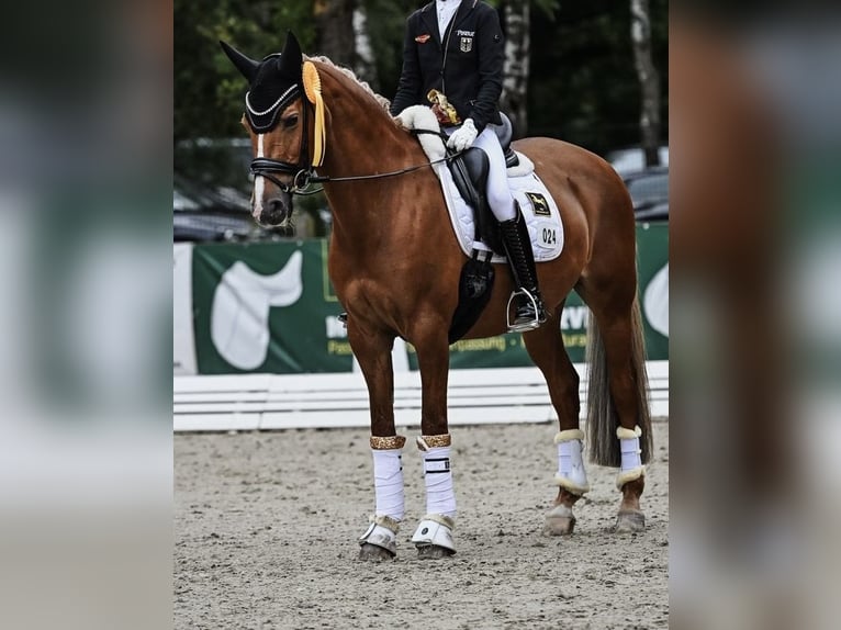 Niemiecki kuc wierzchowy Klacz 14 lat 148 cm Kasztanowata in Kirchlinteln