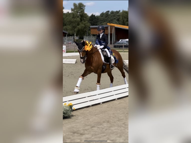 Niemiecki kuc wierzchowy Klacz 14 lat 148 cm Kasztanowata in Kirchlinteln