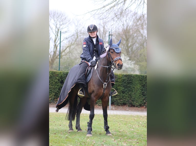 Niemiecki kuc wierzchowy Klacz 14 lat 153 cm Gniada in Cloppenburg