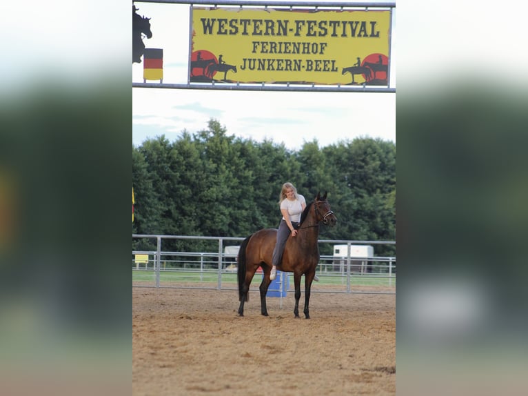 Niemiecki kuc wierzchowy Klacz 14 lat 153 cm Gniada in Cloppenburg