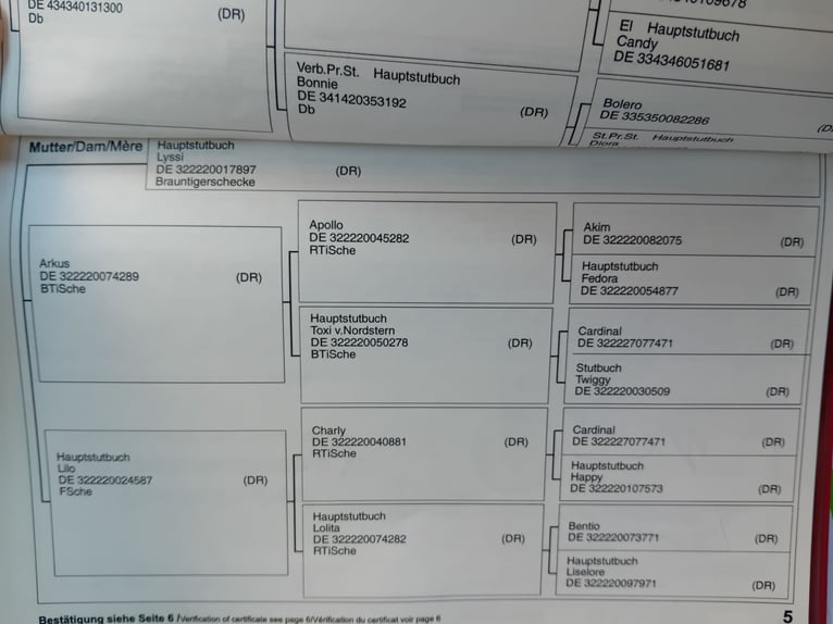 Niemiecki kuc wierzchowy Klacz 15 lat 142 cm Ciemnogniada in Melle