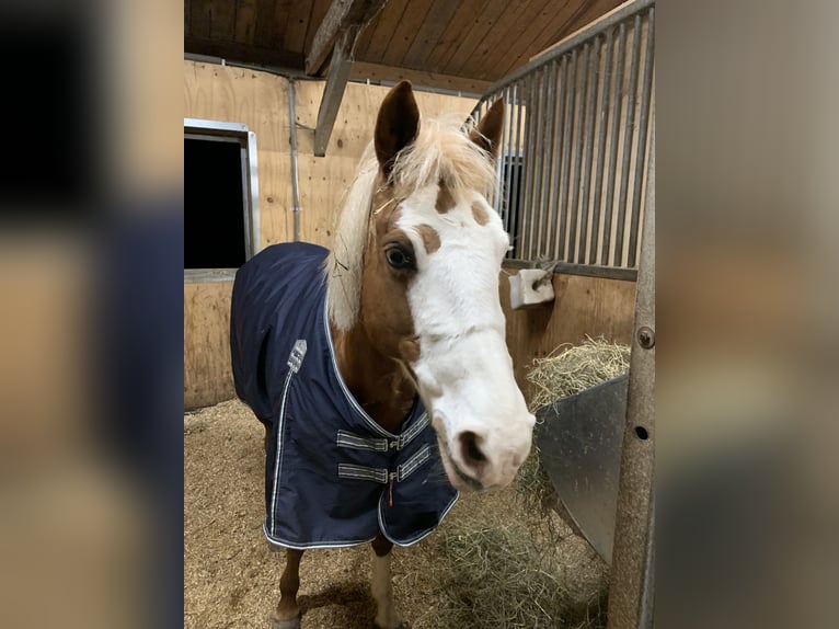 Niemiecki kuc wierzchowy Klacz 15 lat 144 cm Kasztanowata in Gundelfingen