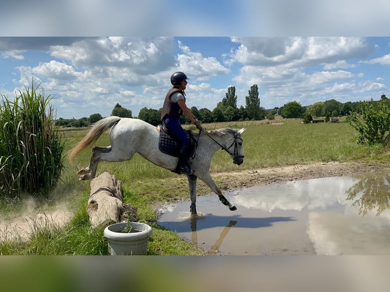 Niemiecki kuc wierzchowy Klacz 15 lat 144 cm Siwa w hreczce in Rödermark