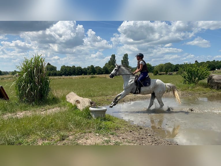 Niemiecki kuc wierzchowy Klacz 15 lat 144 cm Siwa w hreczce in Rödermark