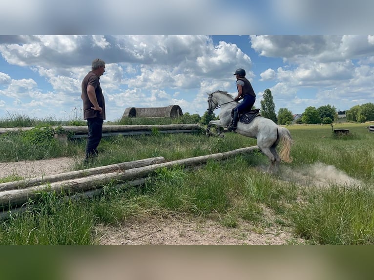 Niemiecki kuc wierzchowy Klacz 15 lat 144 cm Siwa w hreczce in Rödermark