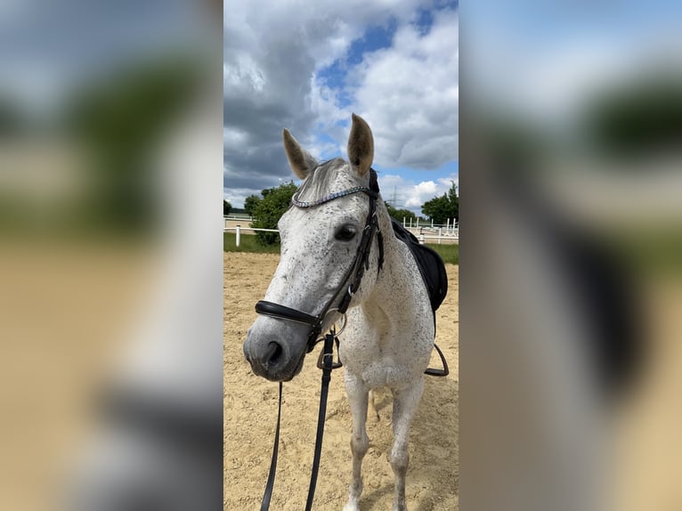 Niemiecki kuc wierzchowy Klacz 15 lat 144 cm Siwa w hreczce in Rödermark