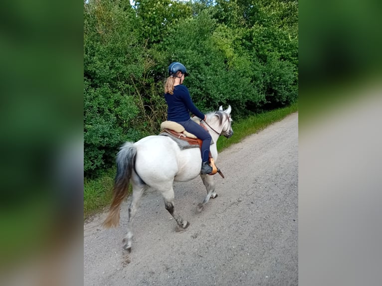 Niemiecki kuc wierzchowy Klacz 15 lat 145 cm Bułana in Woltersdorf