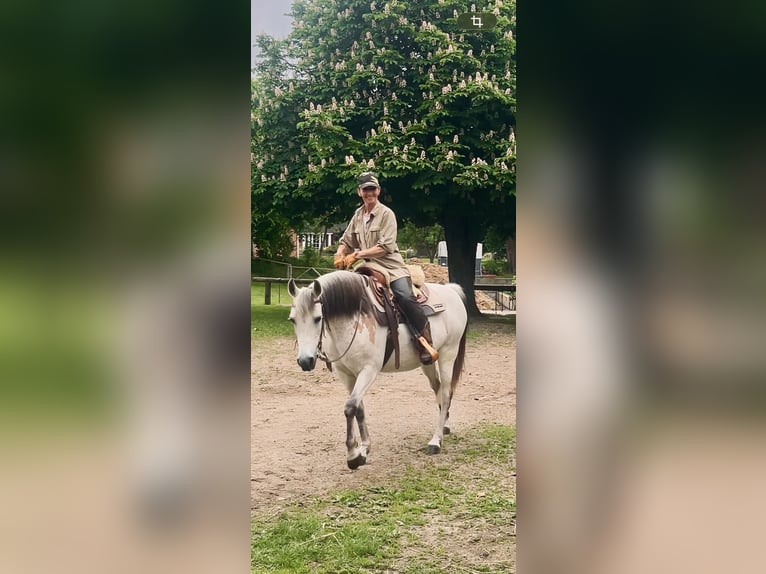 Niemiecki kuc wierzchowy Klacz 15 lat 145 cm Bułana in Woltersdorf