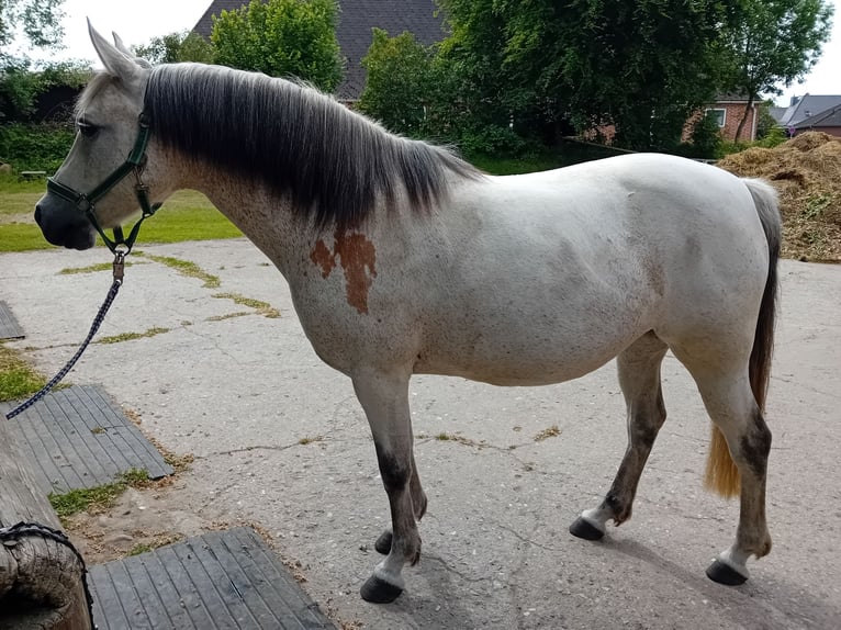 Niemiecki kuc wierzchowy Klacz 15 lat 145 cm Bułana in Woltersdorf