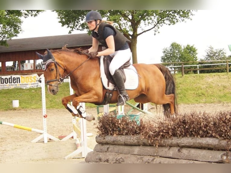 Niemiecki kuc wierzchowy Klacz 15 lat 145 cm Ciemnokasztanowata in Hamm