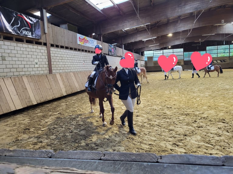 Niemiecki kuc wierzchowy Klacz 15 lat 145 cm Ciemnokasztanowata in Hamm