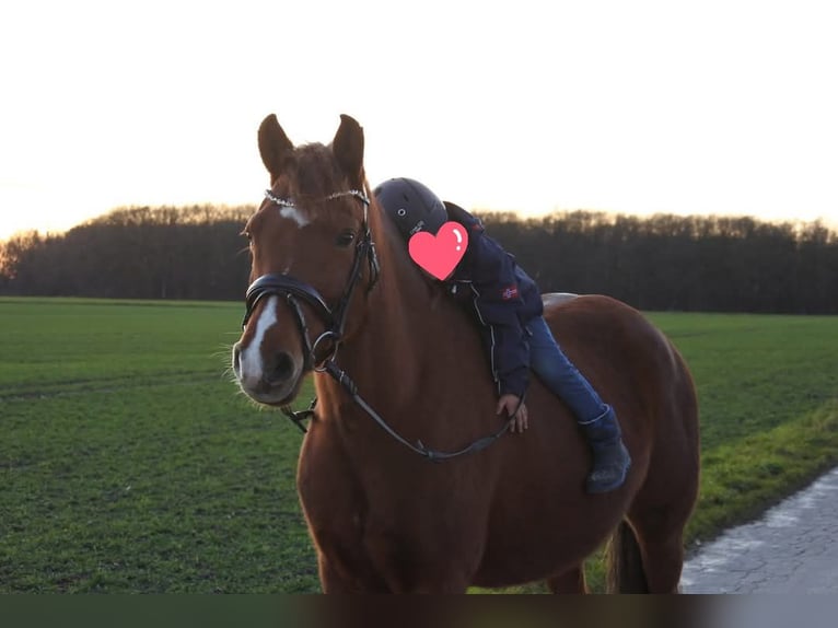 Niemiecki kuc wierzchowy Klacz 15 lat 145 cm Ciemnokasztanowata in Hamm