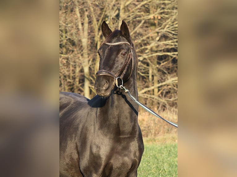 Niemiecki kuc wierzchowy Klacz 15 lat 148 cm Kara in Vetschau