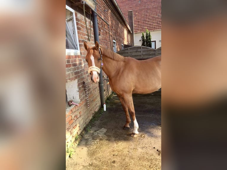 Niemiecki kuc wierzchowy Klacz 15 lat 150 cm Kasztanowata in Thedinghausen