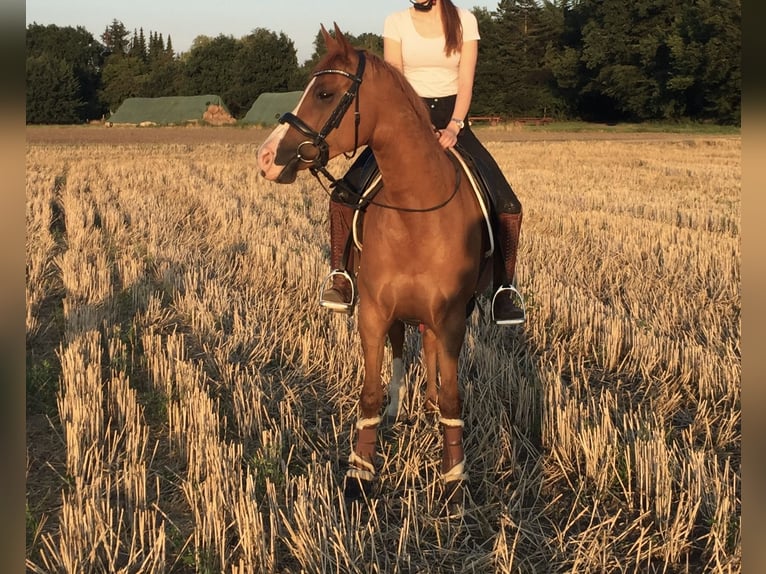 Niemiecki kuc wierzchowy Klacz 15 lat 150 cm Kasztanowata in Thedinghausen