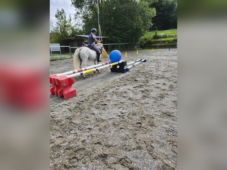 Niemiecki kuc wierzchowy Klacz 16 lat 140 cm Siwa in Bergatreute