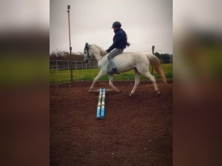 Niemiecki kuc wierzchowy Klacz 16 lat 140 cm Siwa in Bergatreute