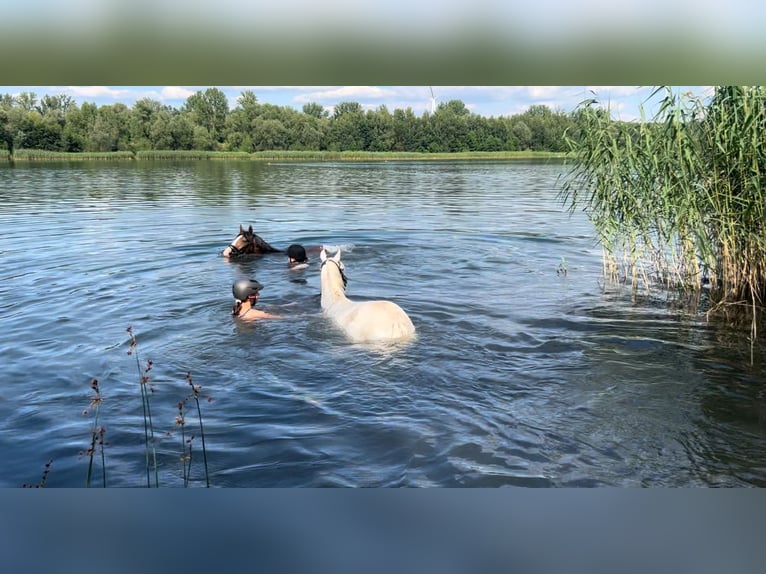 Niemiecki kuc wierzchowy Klacz 16 lat 140 cm Siwa in Zepernick