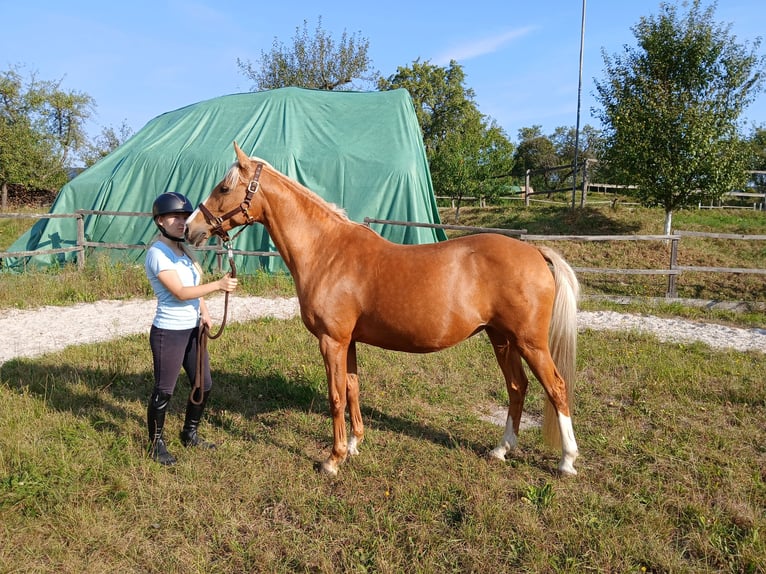 Niemiecki kuc wierzchowy Klacz 16 lat 143 cm Izabelowata in Rentweinsdorf