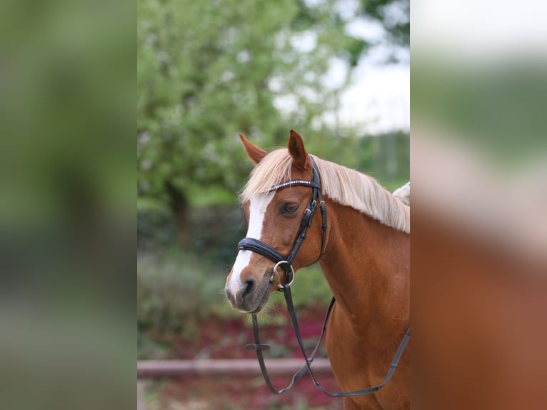 Niemiecki kuc wierzchowy Klacz 16 lat 143 cm Kasztanowata in Königslutter am Elm