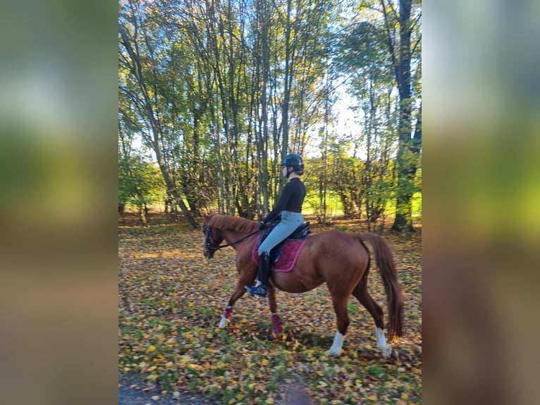 Niemiecki kuc wierzchowy Klacz 16 lat 144 cm Kasztanowata in Cremlingen Niemiecki kuc wierzchowy Klacz 16 lat 144 cm Kasztanowata in Cremlingen