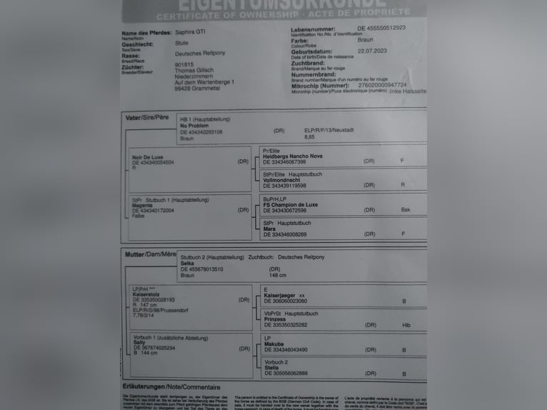 Niemiecki kuc wierzchowy Klacz 16 lat 146 cm Ciemnogniada in Niederzimmern