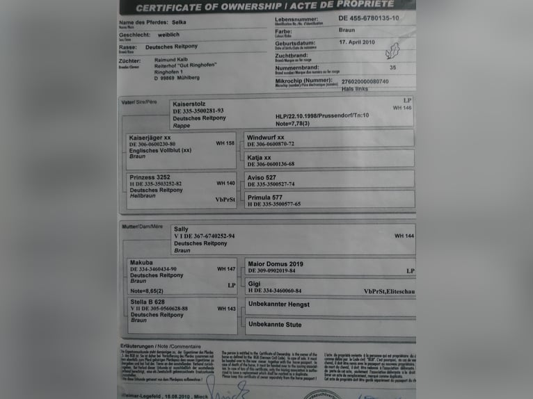 Niemiecki kuc wierzchowy Klacz 16 lat 146 cm Ciemnogniada in Niederzimmern