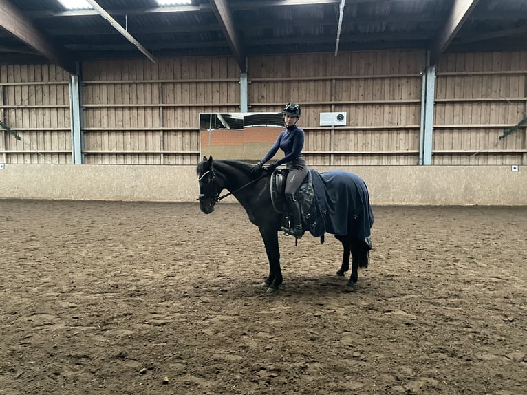 Niemiecki kuc wierzchowy Klacz 16 lat 146 cm Ciemnogniada in Seevetal