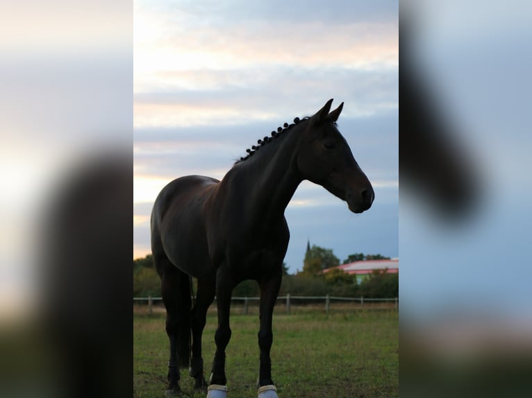 Niemiecki kuc wierzchowy Klacz 16 lat 146 cm Ciemnogniada in Seevetal