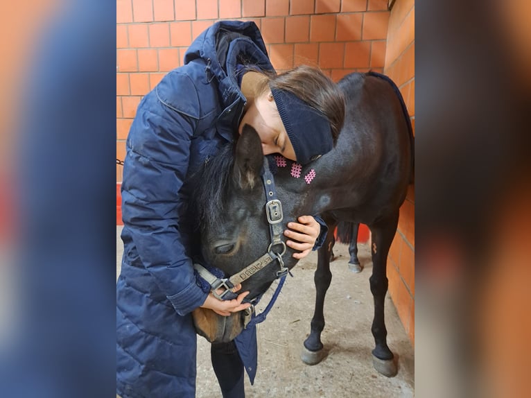 Niemiecki kuc wierzchowy Klacz 16 lat 146 cm Ciemnogniada in Seevetal