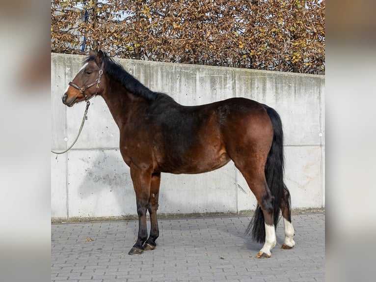 Niemiecki kuc wierzchowy Klacz 16 lat 146 cm Gniada in Leingarten