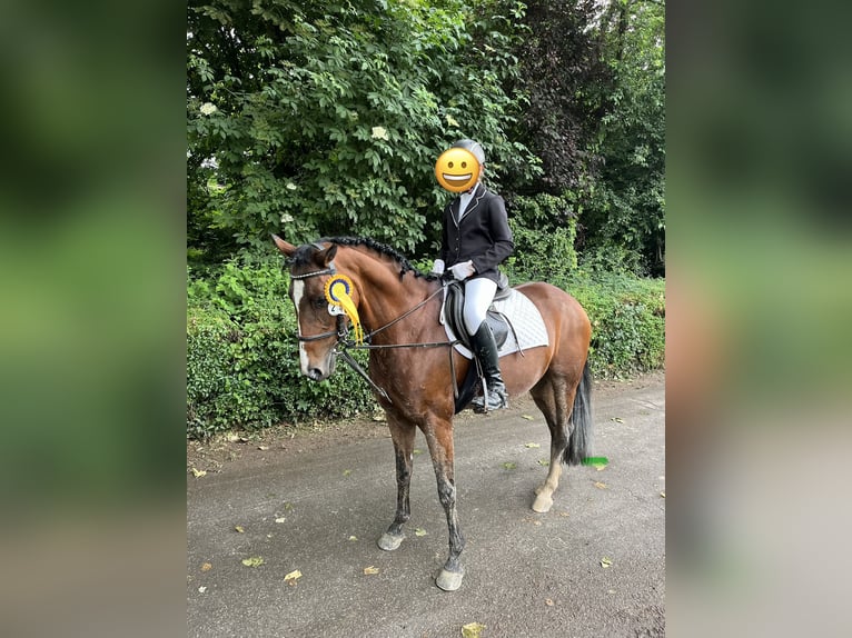 Niemiecki kuc wierzchowy Klacz 16 lat 146 cm Gniada in Leingarten