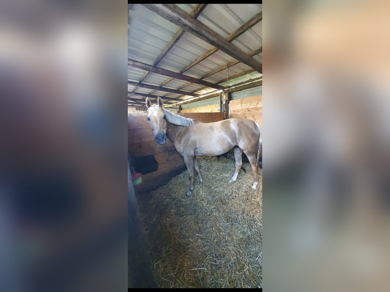 Niemiecki kuc wierzchowy Klacz 16 lat 148 cm Izabelowata in Senden