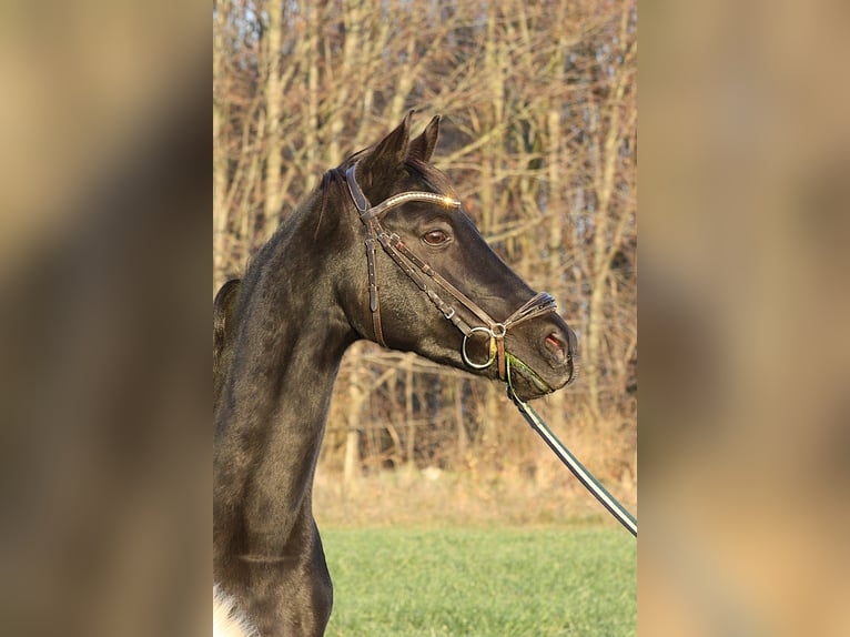 Niemiecki kuc wierzchowy Klacz 16 lat 148 cm Kara in Vetschau