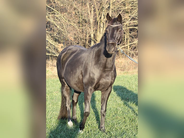 Niemiecki kuc wierzchowy Klacz 16 lat 148 cm Kara in Vetschau