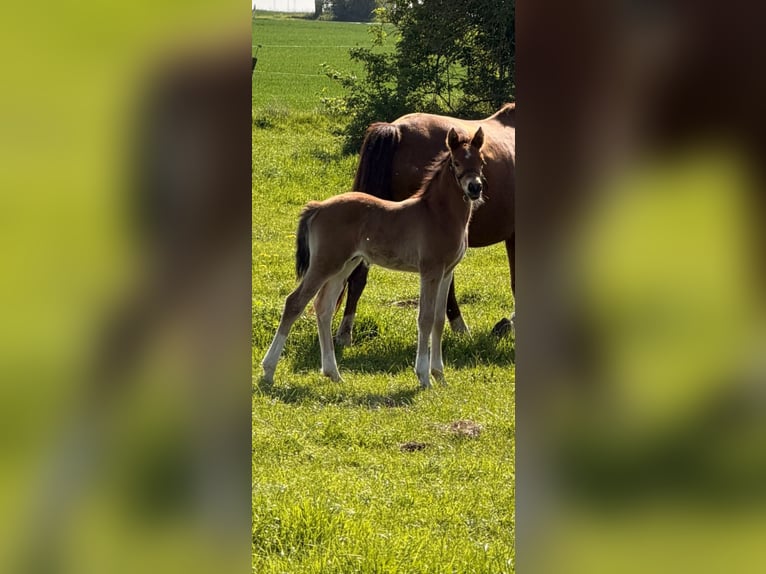 Niemiecki kuc wierzchowy Klacz 16 lat 148 cm Kasztanowata in Erkelenz