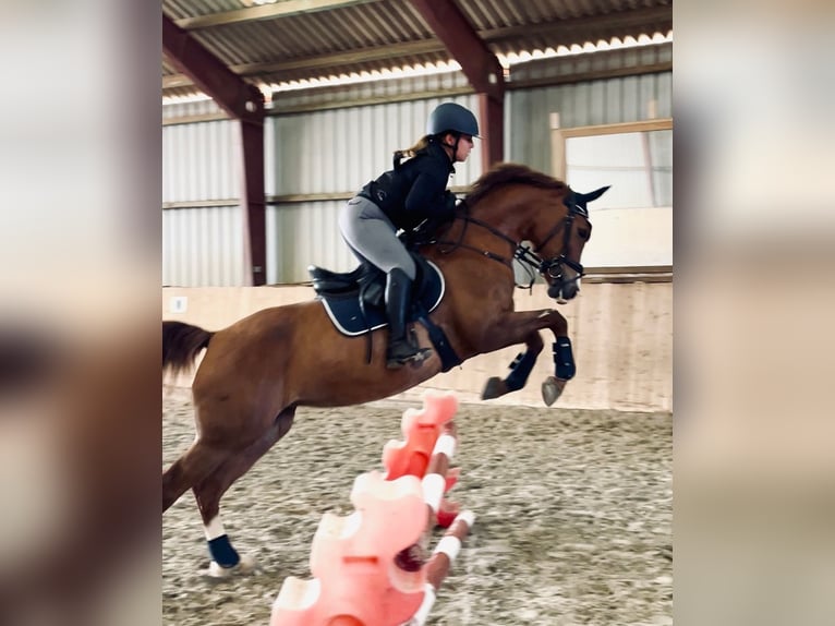 Niemiecki kuc wierzchowy Klacz 16 lat 148 cm Kasztanowata in Heikendorf
