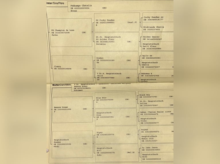 Niemiecki kuc wierzchowy Klacz 16 lat 150 cm  in Garz/Rügen
