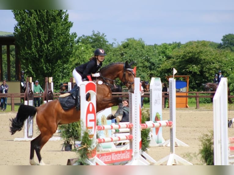Niemiecki kuc wierzchowy Klacz 16 lat 152 cm Ciemnogniada in Sendenhorst