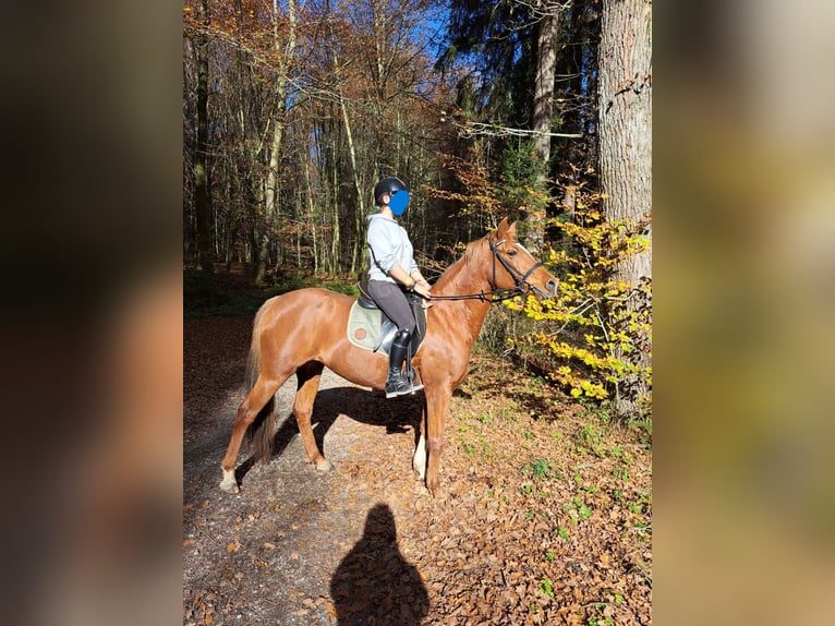 Niemiecki kuc wierzchowy Mix Klacz 16 lat 154 cm Kasztanowata in Mariapfarr