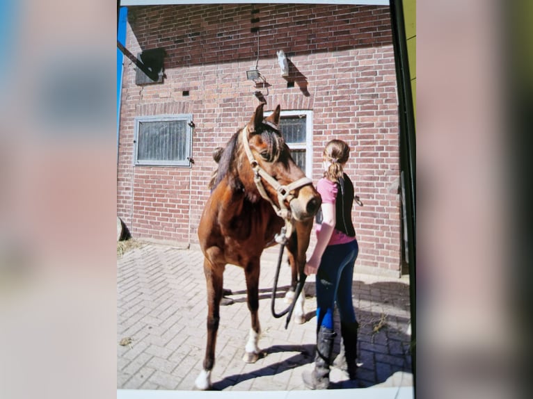 Niemiecki kuc wierzchowy Klacz 17 lat 138 cm Gniada in Ritterhude