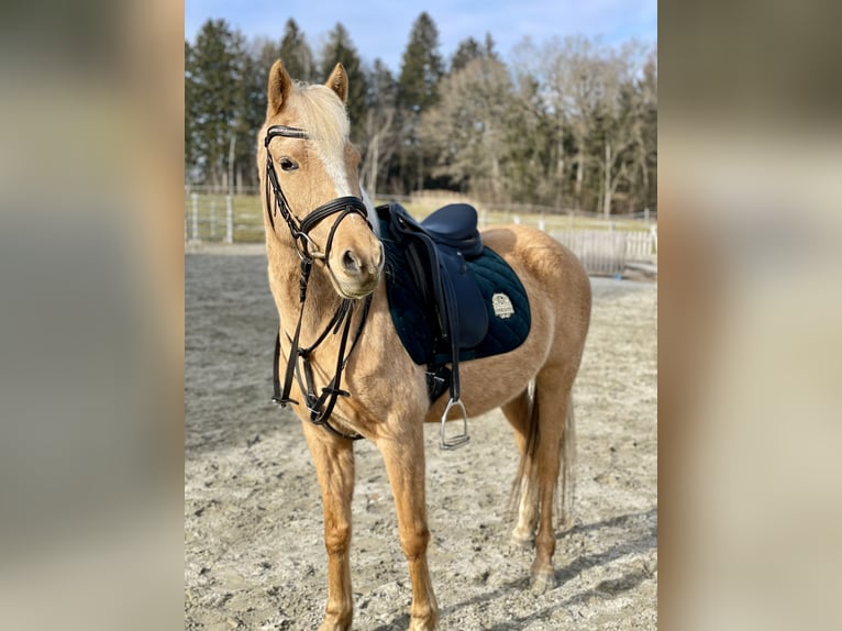 Niemiecki kuc wierzchowy Klacz 17 lat 142 cm Izabelowata in Bruckm&#xFC;hl