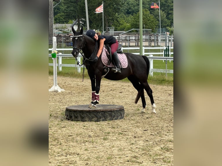 Niemiecki kuc wierzchowy Klacz 17 lat 144 cm Kara in Grevenbroich