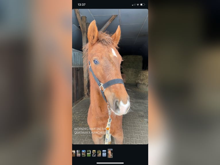 Niemiecki kuc wierzchowy Klacz 17 lat 144 cm Kasztanowata in Peheim