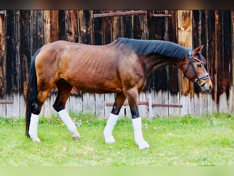 Niemiecki kuc wierzchowy Klacz 17 lat 146 cm Gniada in Crailsheim
