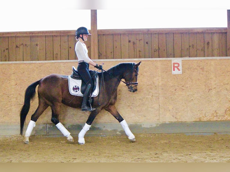 Niemiecki kuc wierzchowy Klacz 17 lat 146 cm Gniada in Crailsheim