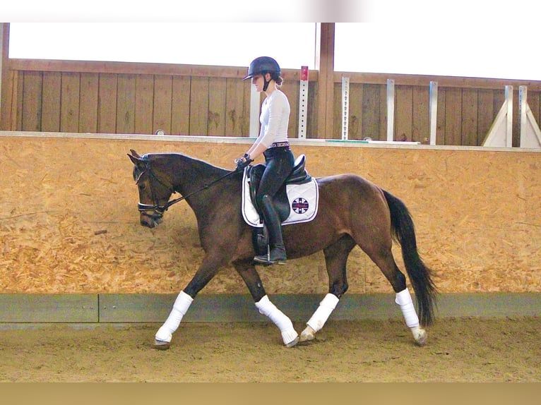 Niemiecki kuc wierzchowy Klacz 17 lat 146 cm Gniada in Crailsheim