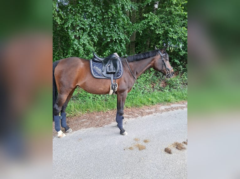 Niemiecki kuc wierzchowy Mix Klacz 17 lat 146 cm Gniada in Bielefeld