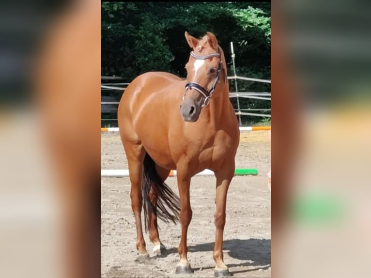Niemiecki kuc wierzchowy Klacz 17 lat 146 cm Kasztanowata in Ritterhude
