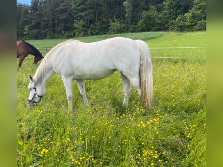 Niemiecki kuc wierzchowy Mix Klacz 17 lat 146 cm Siwa in Loßburg